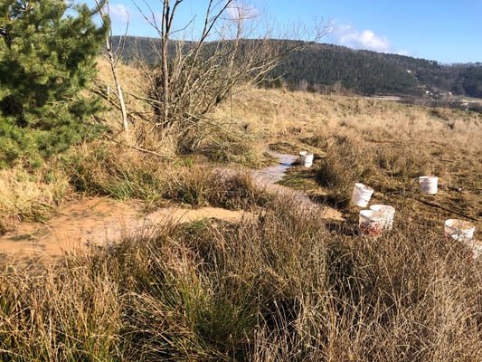 Wiederhergestellte Pfütze für Kreuzkröten (Foto: W. Schulze)