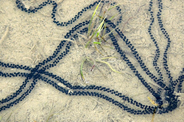 Laichschnüre der Kreuzkröte in einer Sandgrube (Foto: P. Lenk)