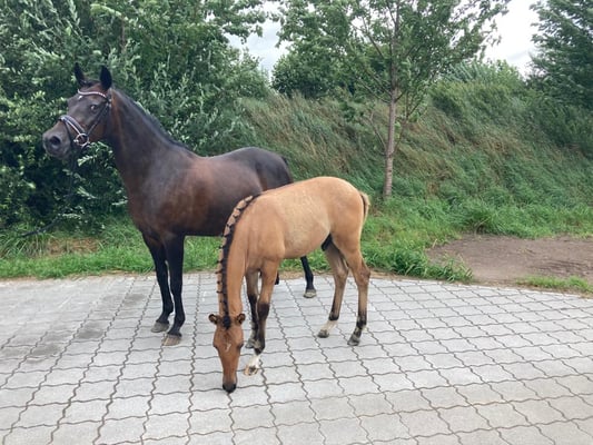 Hof Meyer Oldendorf, Pferdezucht