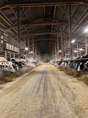 Hof Meyer Oldendorf, Kuhstall, Kühe, Rinder