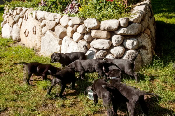 Hof Meyer Oldendorf, Hundezucht