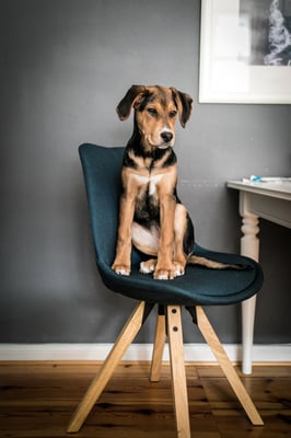 Hundefotografie -Welpen