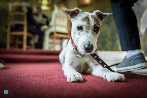 Hundefotografie -Terrier