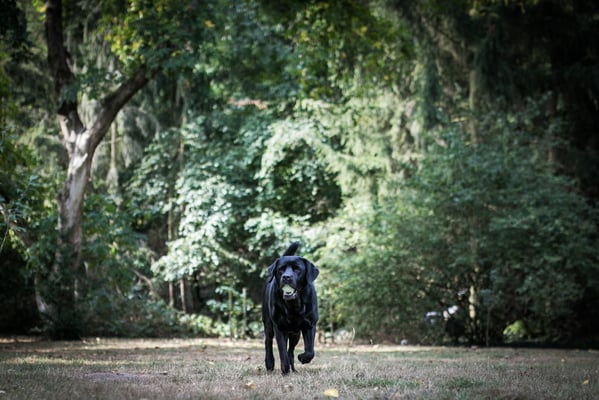 Hundefotografie -alter Labrador Dame