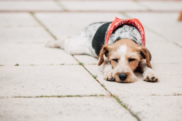 Hundefotografie -müder Hund