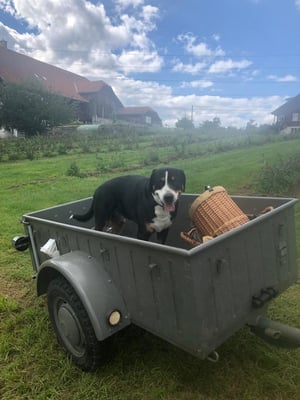 Sennenhund vom petershof-kärselen in Uebeschi bei Thun