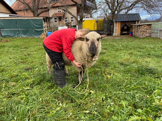 Schafe vom petershof-kärselen in Uebeschi bei Thun