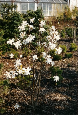 Magnolia Stellata Rosea
