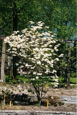 Cornus Nuttallii