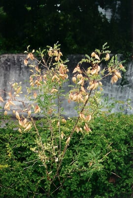 Colutea Arborescens