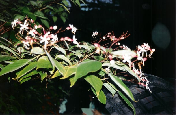 Clerodendrum Trichotomum