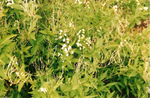 Deutzia Scabra