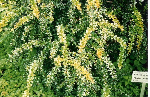 Berberis Verruculosa