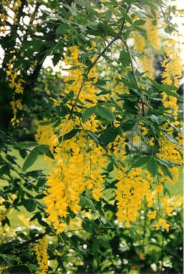 Laburnum x Watereri Vossii