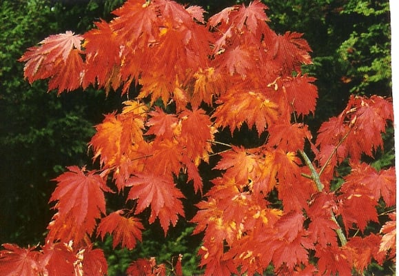 Acer Jponicum Aconitifolium