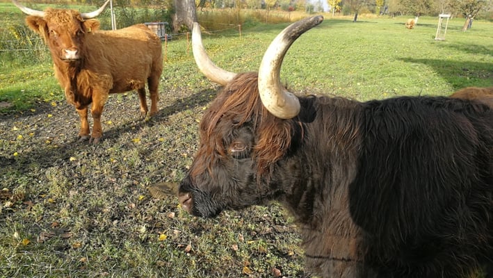 Highlander im Rheinspitz 