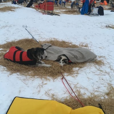 Ami ist flach wie ne Flunder