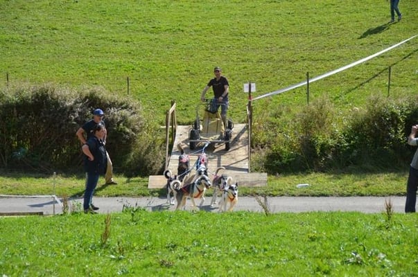 Geschafft, Penny und Charlize führen das Gespann ohne Probleme über die Strasse.