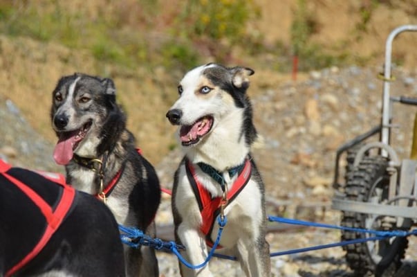 Katay will weiter, Pandora nimmt's gelassen.