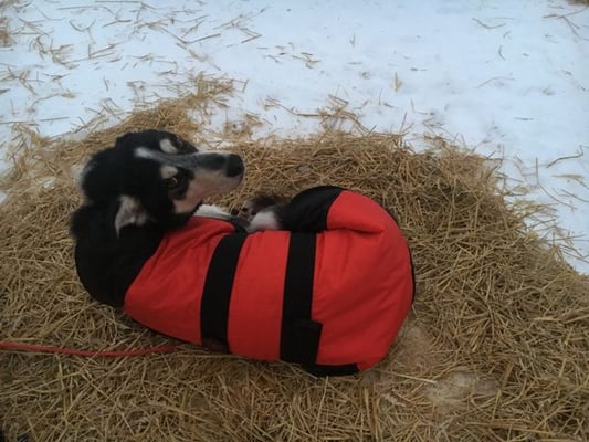Geronimo braucht keine zusätzliche Decke