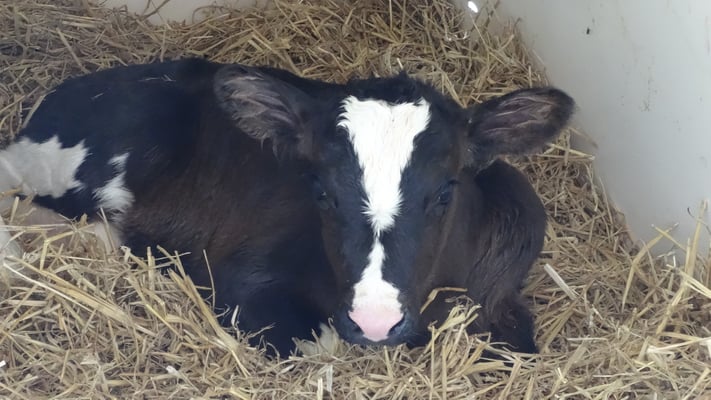 Lena, wurde um 12.25 Uhr geboren