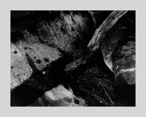 Detritus (CX 22) Interlochen, MI, 1958