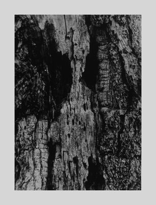 Ghost Tree in the Berkshires (AX168), 1959