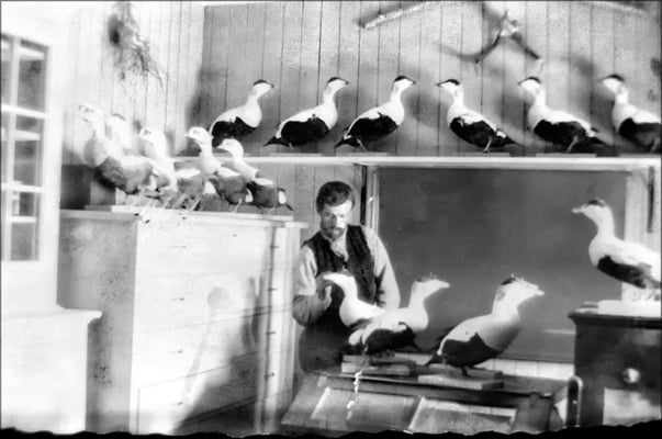 M. Paradis, taxidermiste