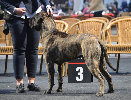 kerstshow 2017, 1 uitmuntend, jeugd cac