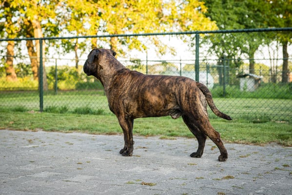 Sjors 2 years old, may 2019