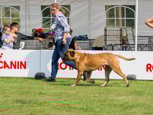 clubmatch België 2017 (18 maanden oud)