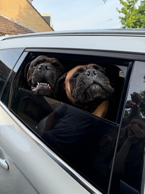 Rosie en huisgenoot Dorus (Kravitz x Doris)