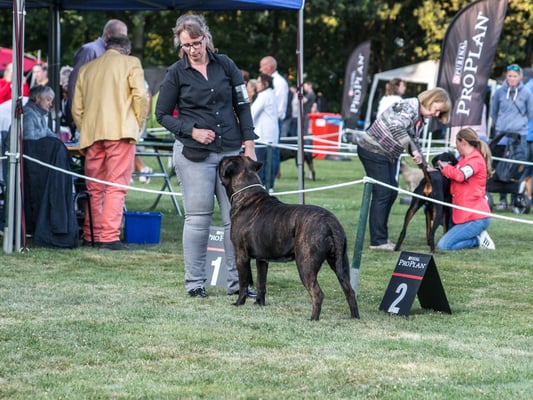 7 juli 19 dogshow Echt