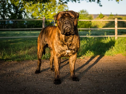 Sjors 2 years old, may 2019