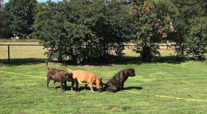 Doris (plassend), oma Roos en mama Blacky. Augustus 2020