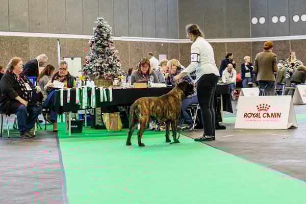 Amsterdam Winner 2018