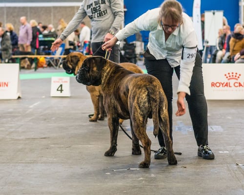 Amsterdam Winner 2018