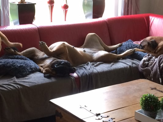 favoriete Slaaphouding 