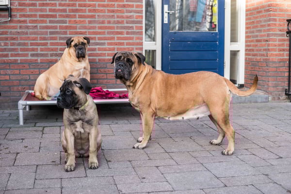 Roos met kleindochter Summer en op achtergrond Ruby. 2 Januari 2019.