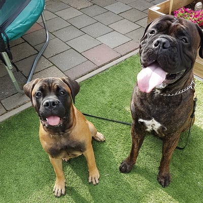 op visite bij halfbroer Jake (van het 1e nest van Blacky)