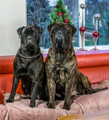 Saartje en Orion dec. 2025