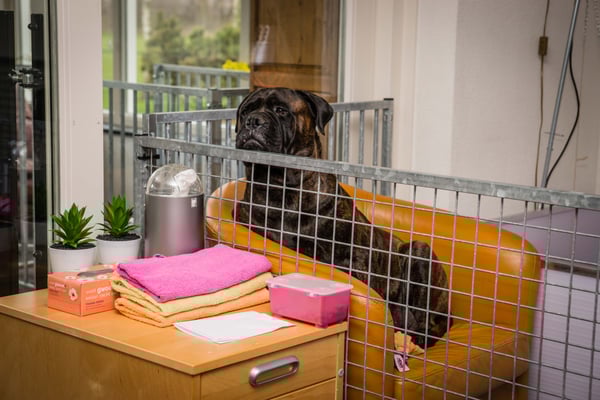 Blacky zoekt het hogerop