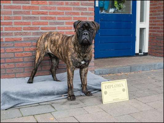 geslaagd voor de puppy cursus!