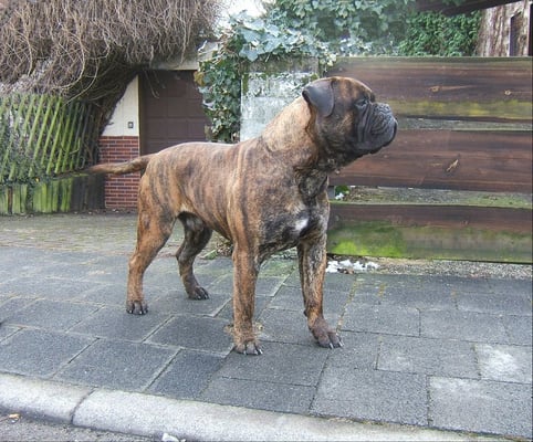 vader van Roos: Digger