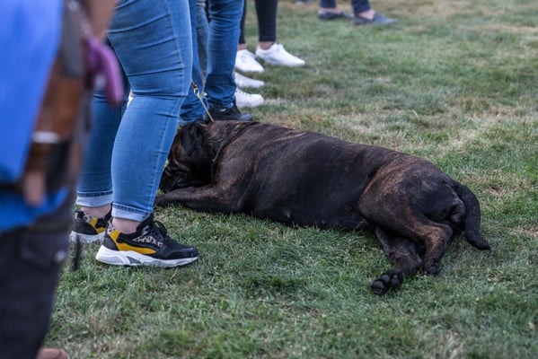 7 juli 19 dogshow Echt, lekker slapen tussendoor
