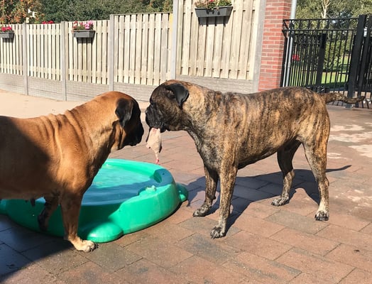 samen met zijn grote liefde Neeltje