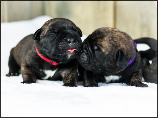 Bear met paarse bandje en Sjors met rode bandje
