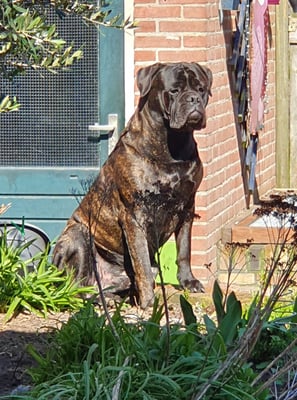 Tijger (geen recente foto)