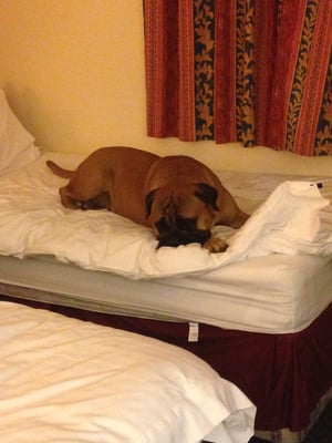 op een Engels hotelbed (crufts 2014)