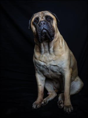 in fotostudio van vrouwtje